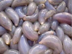 地瓜吃瓜视频网站