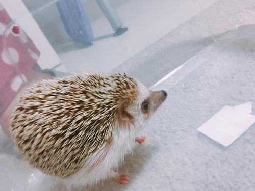 郑州新闻刺猬吃瓜,刺猬吃瓜引发热议，网友热议动物界的“美食奇观”