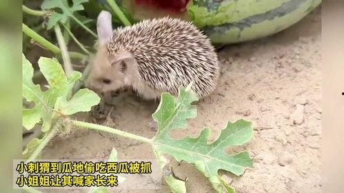 郑州新闻刺猬吃瓜,刺猬吃瓜引发热议,网友热议动物界的“美食奇观”