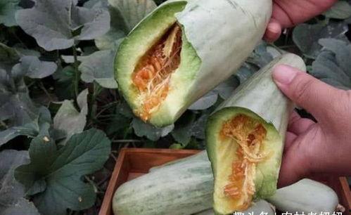 怀孕可以吃白皮瓜吗,白皮瓜的适宜食用与注意事项