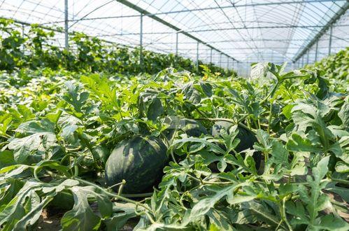 平湖吃瓜,吃瓜群众欢乐多