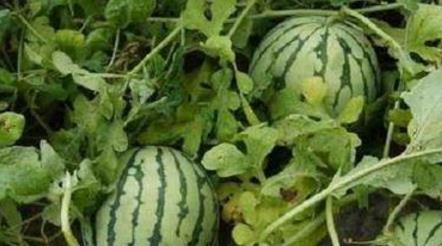 玉兰路吃瓜,一场热闹非凡的吃瓜盛宴