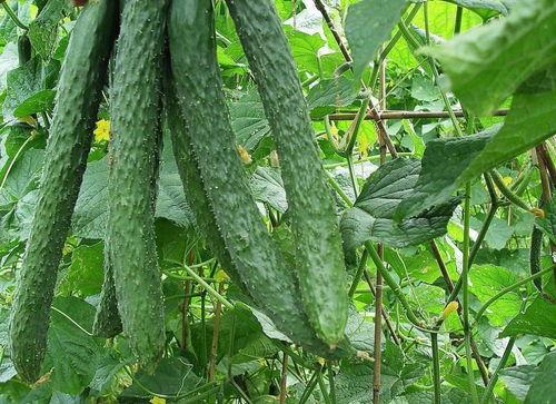 每天吃瓜的好处,揭秘吃瓜的五大神奇好处