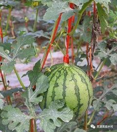 吃瓜群众福利模式,共享时代的新宠儿