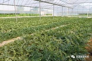 吃瓜群众福利模式,共享时代的新宠儿