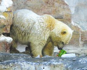 小狗吃熊瓜,熊瓜的秘密之旅