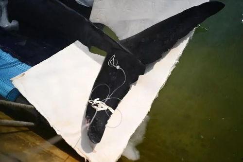 吃瓜的鲸,揭秘海洋中的“美食家”