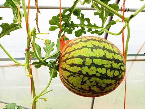 牧南吃瓜密码,探寻娱乐圈幕后真相