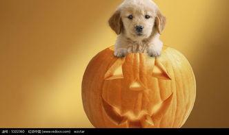 幼犬吃蒸瓜,蒸瓜的独特魅力