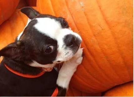 幼犬吃蒸瓜,蒸瓜的独特魅力