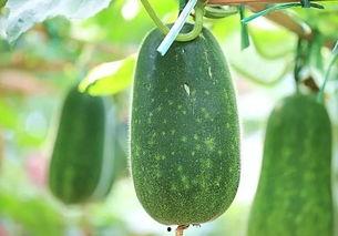 吃瓜要吃有种子的瓜吗,揭秘哪些瓜类含有丰富种子