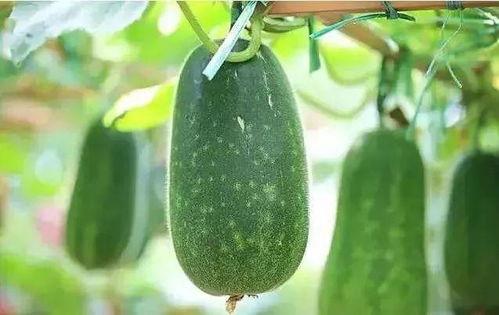 吃瓜要吃有种子的瓜吗,揭秘哪些瓜类含有丰富种子