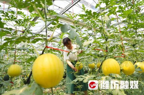 山东潍坊学校吃瓜,揭秘校园里的那些“瓜”