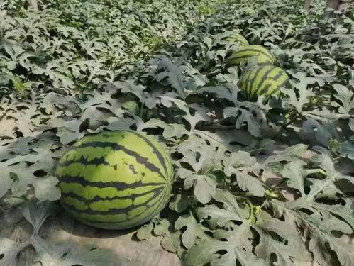 寿光屋顶吃瓜,瓜果飘香，夏日清凉盛宴