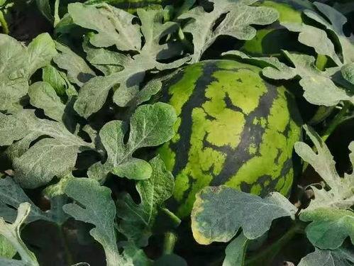 寿光屋顶吃瓜,瓜果飘香,夏日清凉盛宴