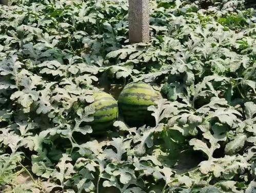 寿光屋顶吃瓜,瓜果飘香,夏日清凉盛宴